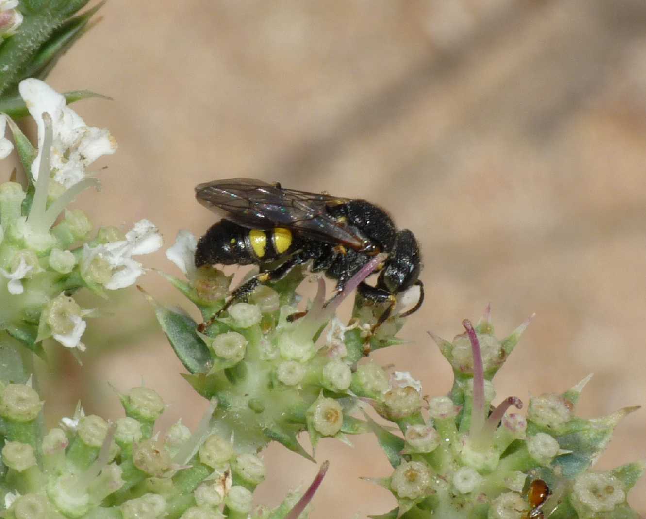 Oxybelus sp. (Crabronidae)